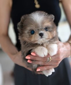 Finn Maltese puppy