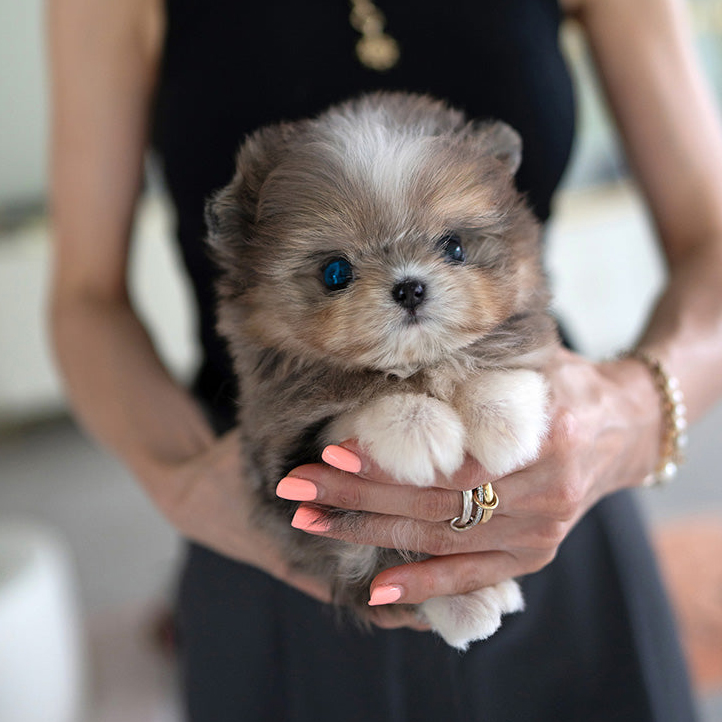 Finn Maltese puppy