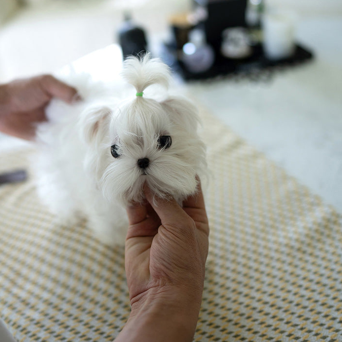 Ace Maltese puppy - Image 3