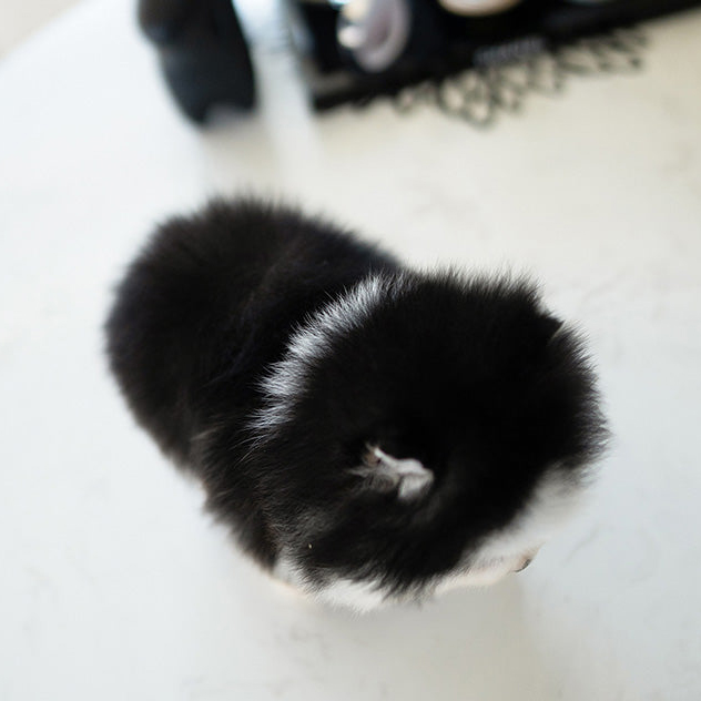 Blaze Pomsky puppy - Image 2