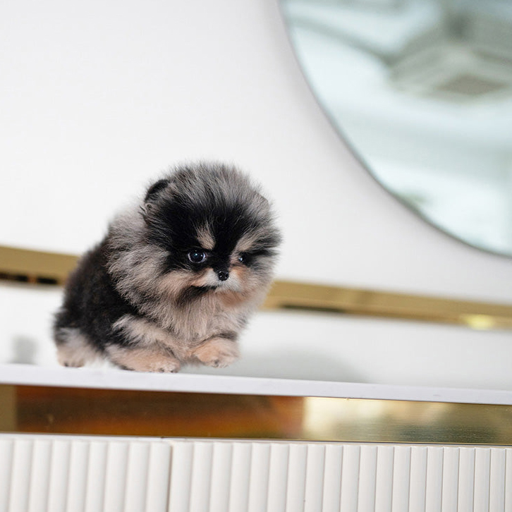 Cherry Pomeranian puppy - Image 3