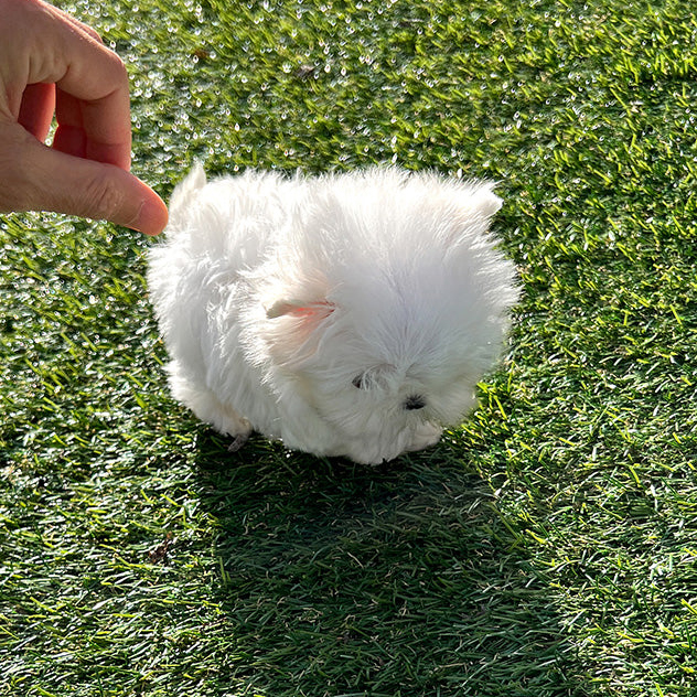 Milo Maltese puppy - Image 4