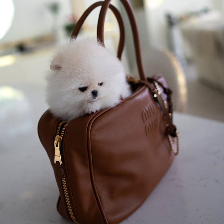 Pomeranian Puppies for Adoption - Image 3