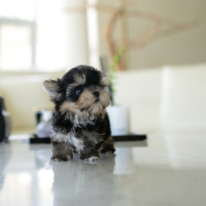 Tim Morkie puppy - Image 4
