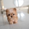 Zara Morkie puppy