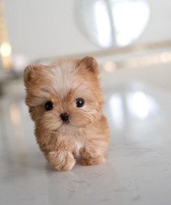 Zara Morkie puppy