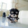 sammy morkie puppy