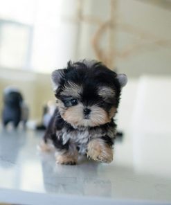 sammy morkie puppy