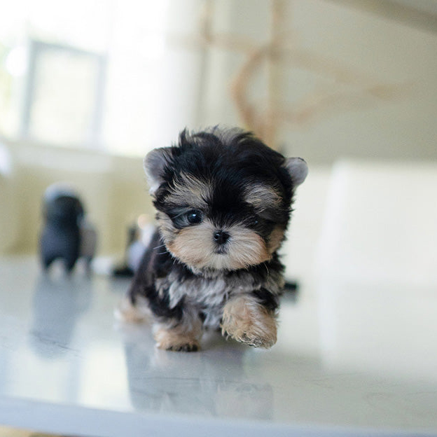 sammy morkie puppy
