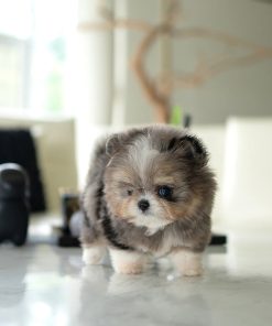 Alternative view of Finn Maltese puppy