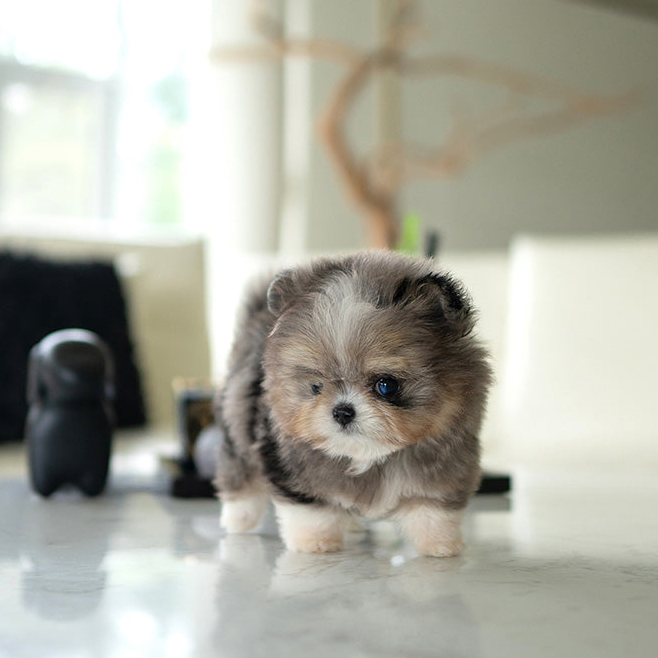 Finn Maltese puppy - Image 2