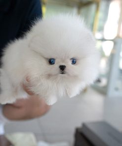 Alternative view of Harley Pomeranian puppy
