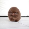 Ginger Pomeranian puppy