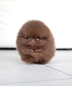 Ginger Pomeranian puppy