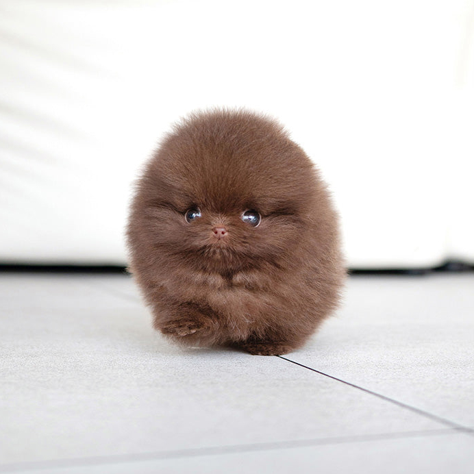 Ginger Pomeranian puppy