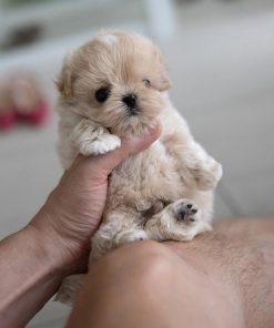 Chloe Maltipoo puppy