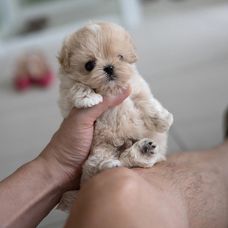 Chloe Maltipoo puppy