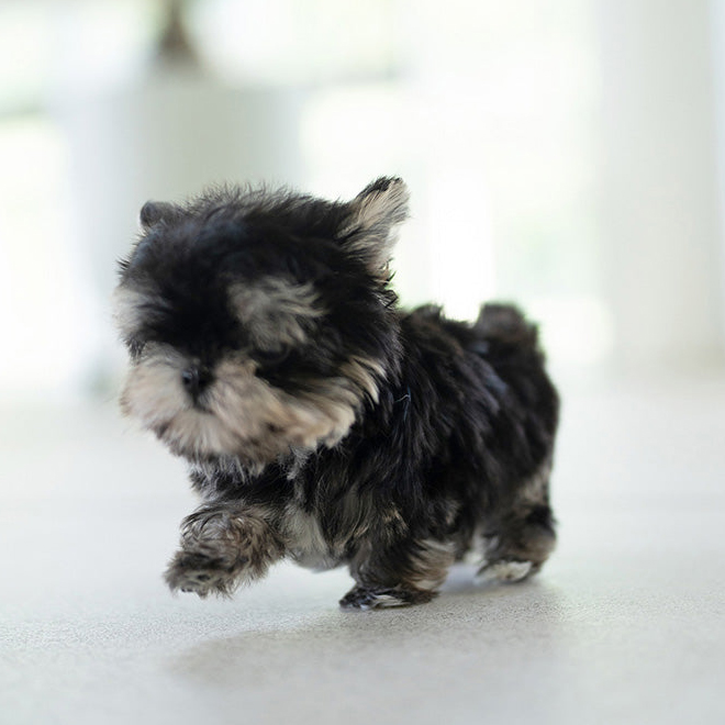 Dexter morkie puppy - Image 2