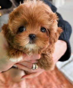 Alternative view of Kira Maltipoo puppy