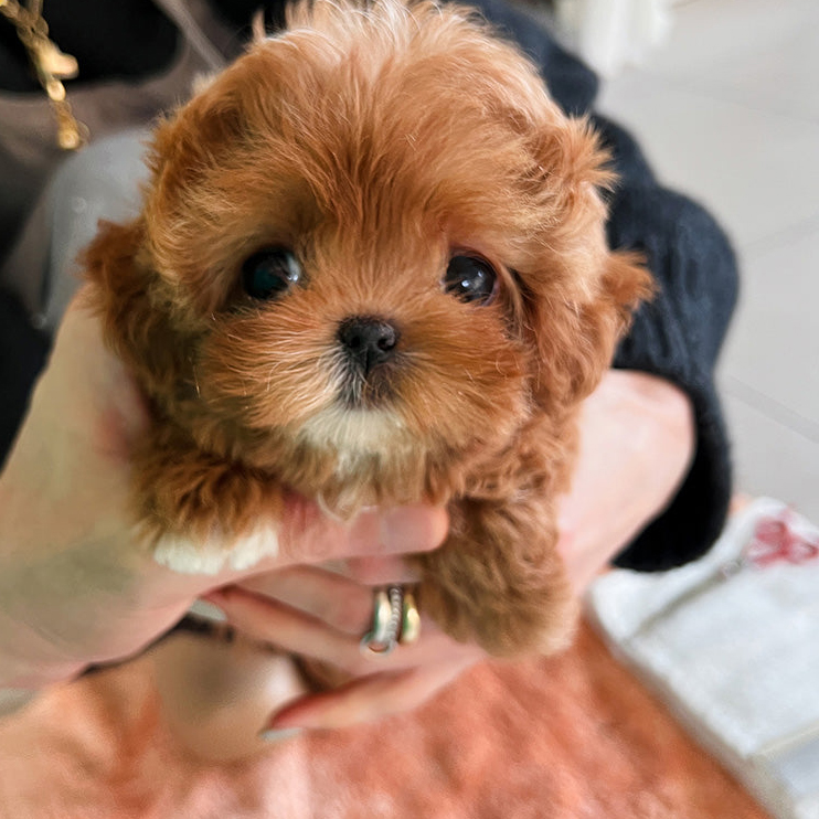 Kira Maltipoo puppy - Image 2