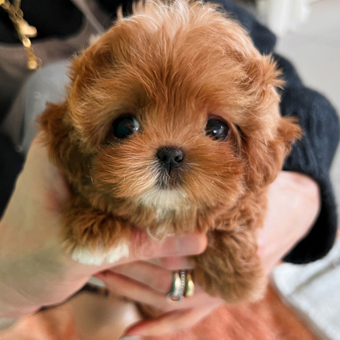 Kira Maltipoo puppy - Image 3