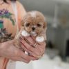 Zues Maltipoo puppy
