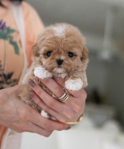 Zues Maltipoo puppy