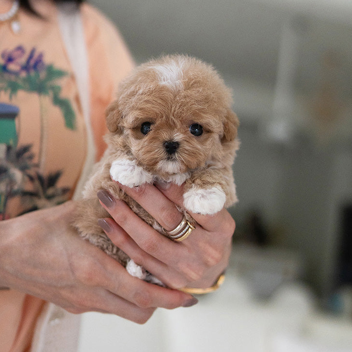 Zues Maltipoo puppy - Image 3