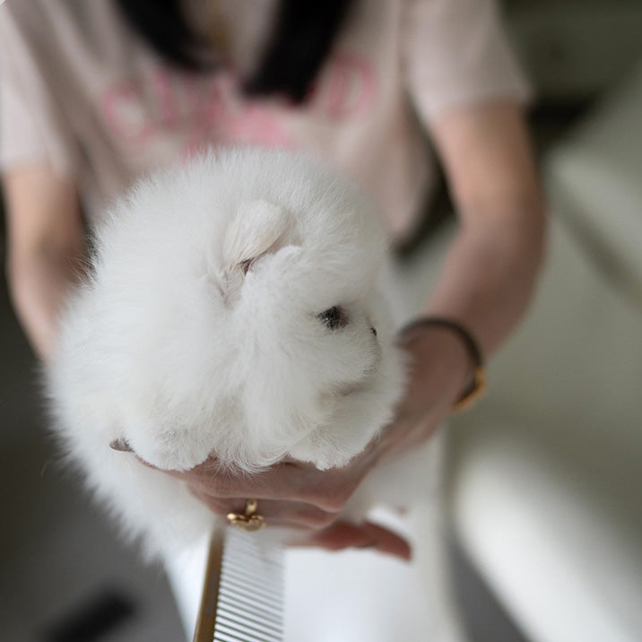Pepper Pomeranian puppy - Image 4