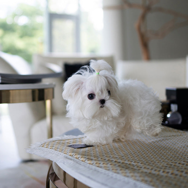 Ace Maltese puppy - Image 2