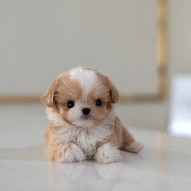 Ruby Maltipoo puppy - Image 3