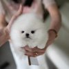 Pepper Pomeranian puppy