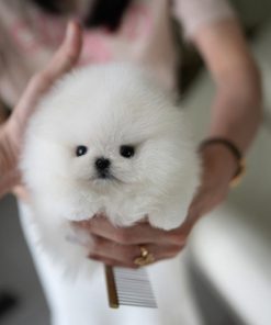 Pepper Pomeranian puppy