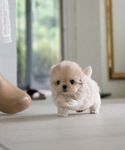 Alternative view of Chloe Maltipoo puppy