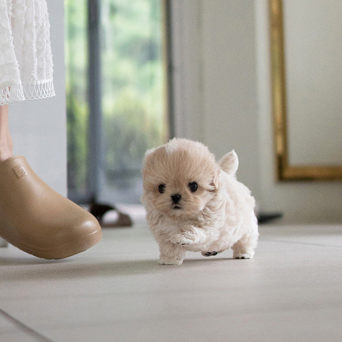 Chloe Maltipoo puppy - Image 2