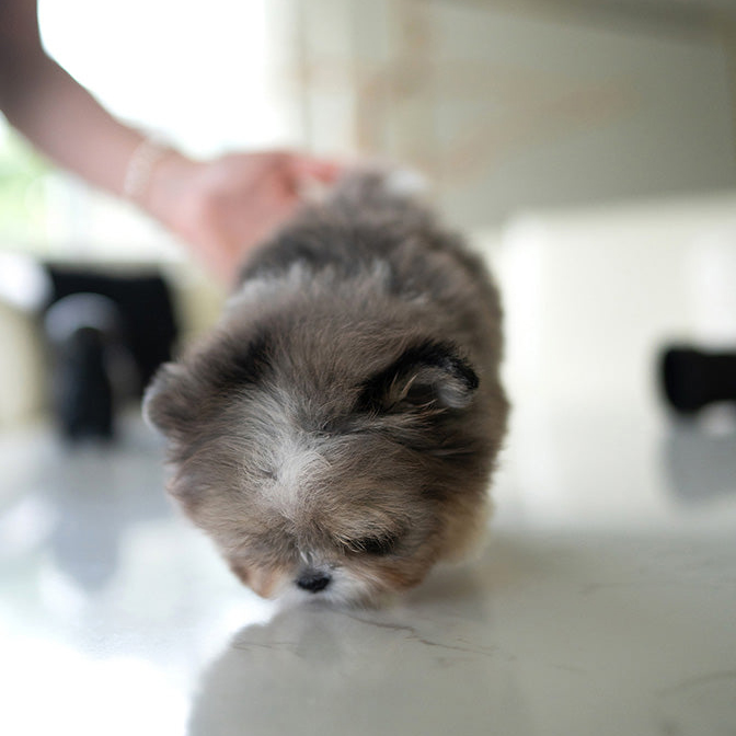 Finn Maltese puppy - Image 4