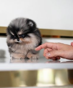 Find small breed puppies for adoption in the USA and Canada.