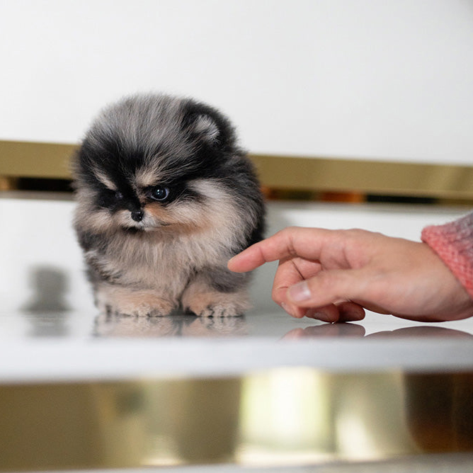 Find small breed puppies for adoption in the USA and Canada.
