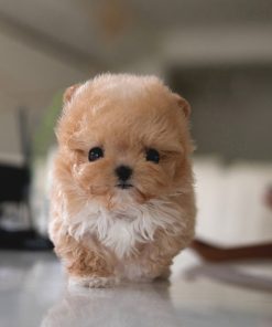 Rex Maltipoo puppy