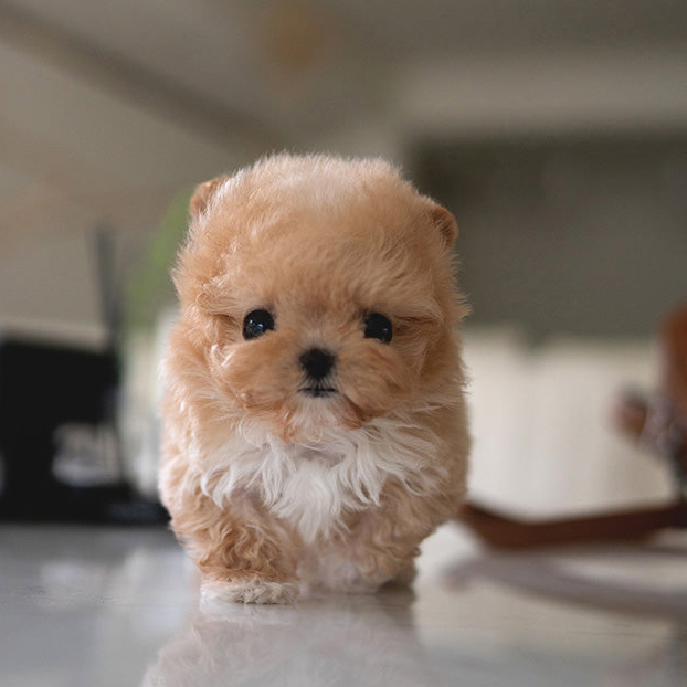 Rex Maltipoo puppy