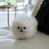Layla Pomeranian puppy
