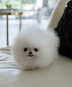 Layla Pomeranian puppy