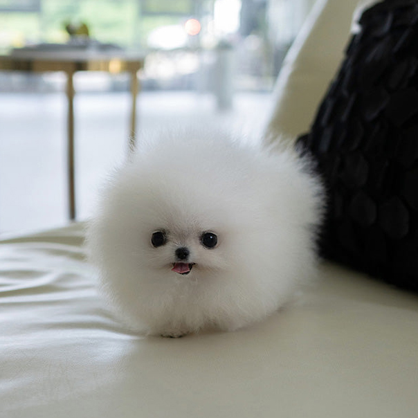 Layla Pomeranian puppy