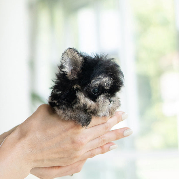 Dexter morkie puppy - Image 4