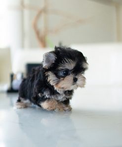 Alternative view of SAMMY MORKIE PUPPY