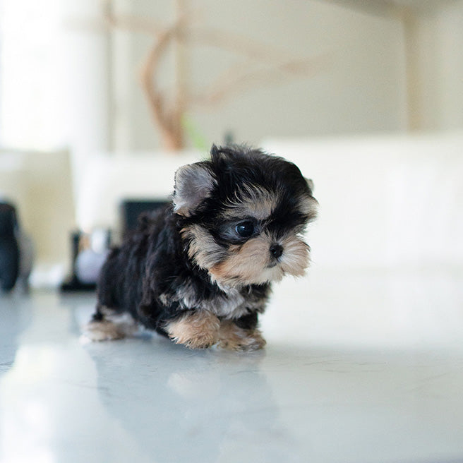 SAMMY MORKIE PUPPY - Image 2