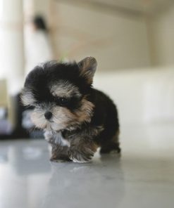 Alternative view of Tim  Morkie puppy