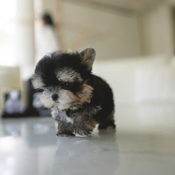 Tim Morkie puppy - Image 2