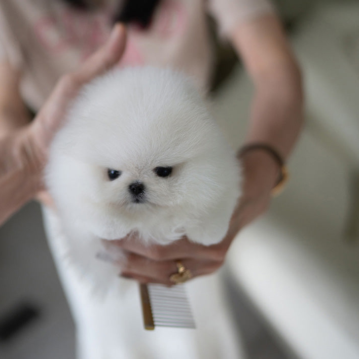 Pepper Pomeranian puppy - Image 2
