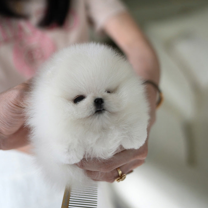 Pepper Pomeranian puppy - Image 3